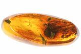 Three Fossil Beetles (Coleoptera) In Baltic Amber #73352-3